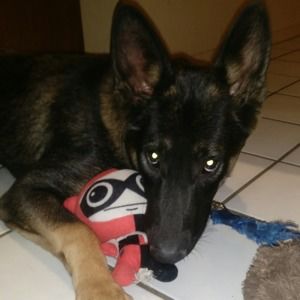 Meet your Posher, Andy